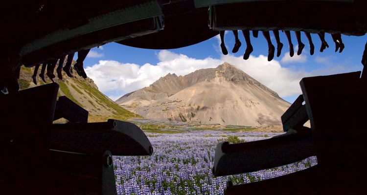 The FlyOver Iceland ride showing a field of purple lupins