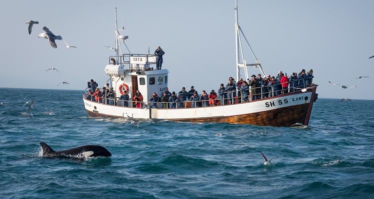 A group of people watch an orca from a small boat as gulls fly all around.