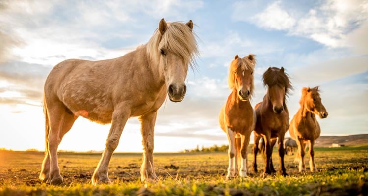 A group of horses stand in a sunny grass field.