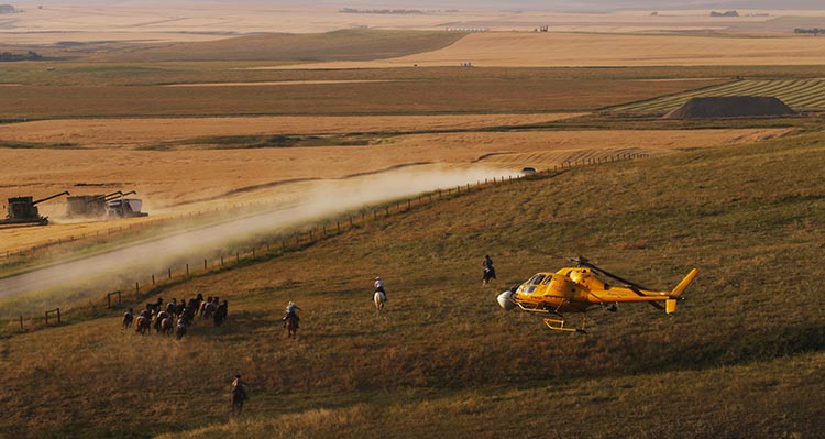 A group of ranchers on horses ride across a field as a helicopter films overhead.