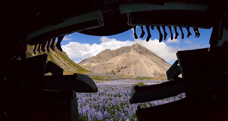 A flight ride hangs above people before a screen of purple flowers and mountains.
