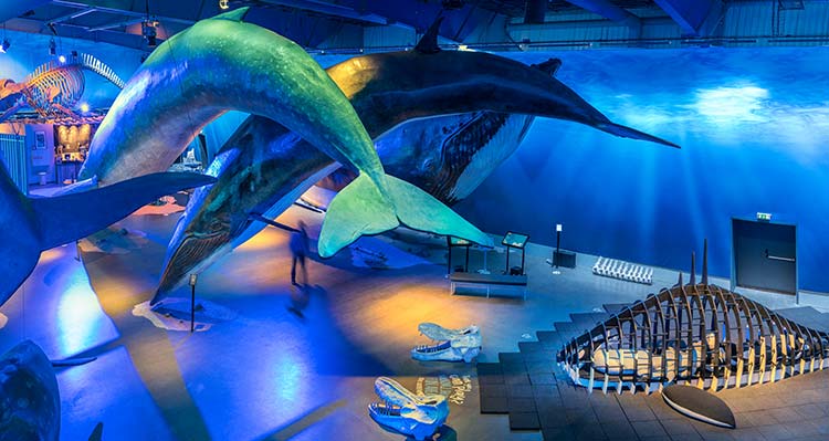 Whales of Iceland display.