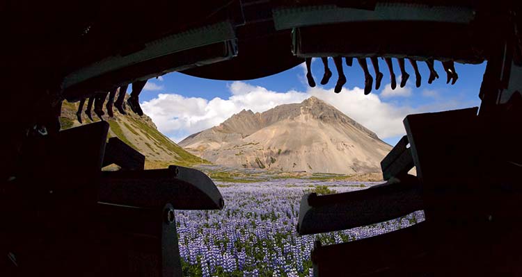 Riders overlaid on Icelandic flowers.